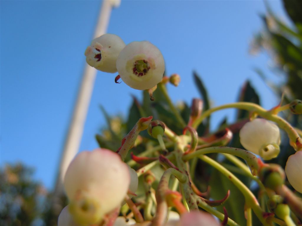 Campanelle a grappoli - Arbutus unedo